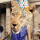 WhyNot_PartyAnimals_T