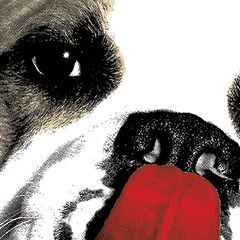 TheDog_magazine_T TheDog_magazine_T