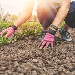 CorylusHorticulture_T4_16K